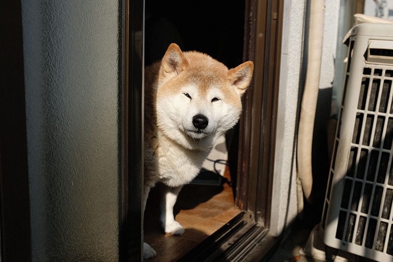 柴犬ジャム
